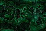Flowery Polished Malachite Slab - DR Congo #350843-1